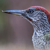 Green woodpeckers